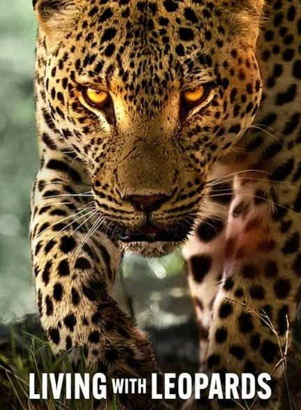 فیلم زیبای زندگی با پلنگ ها-living with leopards