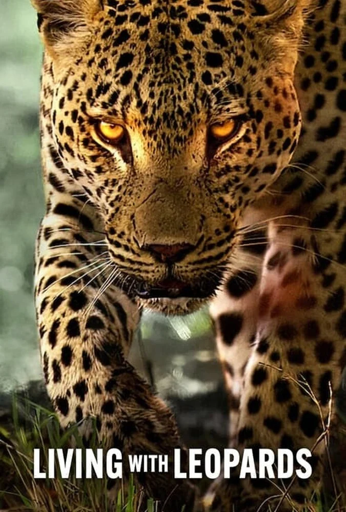 فیلم زیبای زندگی با پلنگ ها-living with leopards