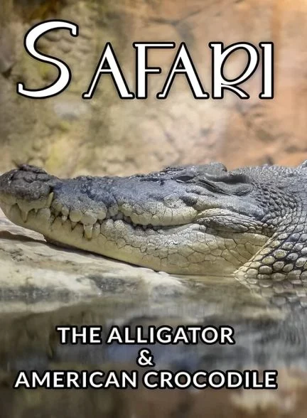 فیلم سافاری: تمساح و کروکودیل آمریکایی-safari: the alligator & american crocodile