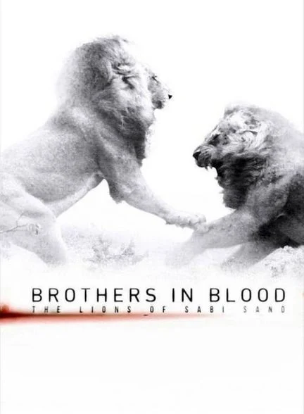 فیلم برادران تنی: شیر‌های سابی سند-brothers in blood: the lions of sabi sand