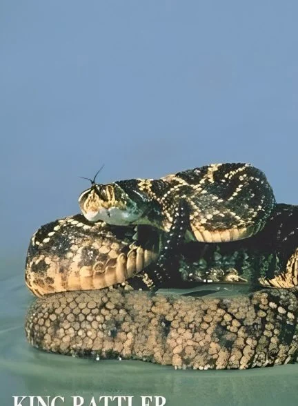 فیلم شاه مار زنگی-king rattler