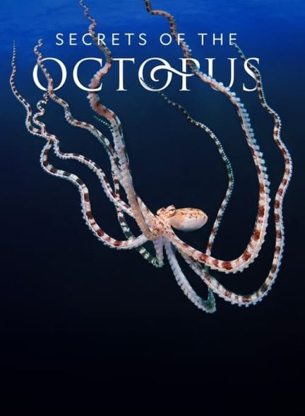 سریال رازهای اختاپوس-secrets of the octopus