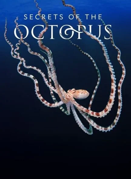 سریال رازهای اختاپوس-secrets of the octopus