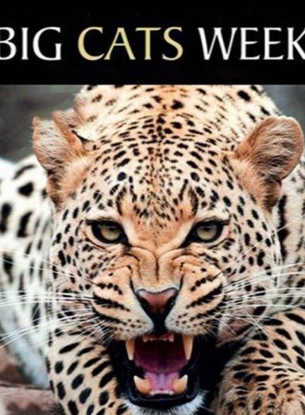 سریال یک هفته با گربه‌سانان-chasing big cats