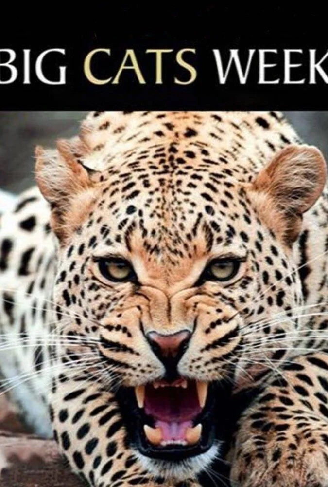 سریال یک هفته با گربه‌سانان-chasing big cats