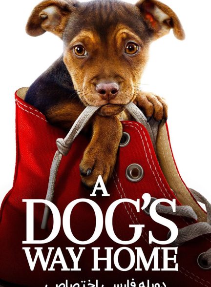 فیلم مسیر یک سگ به خانه-a dog’s way home