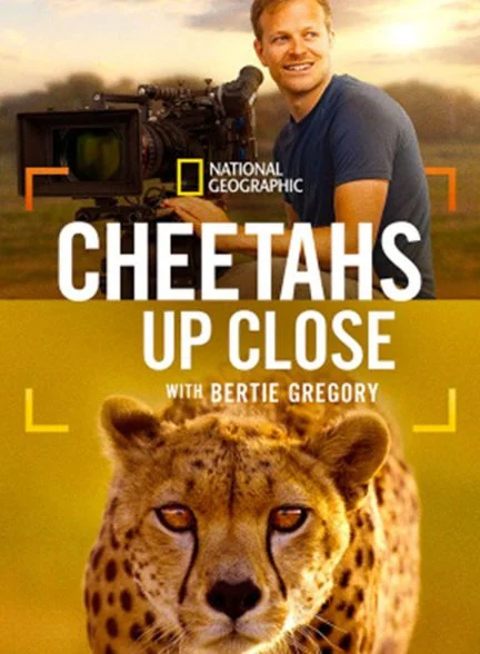 فیلم چیتاها از نزدیک با برتی گرگوری-cheetahs up close with bertie gregory