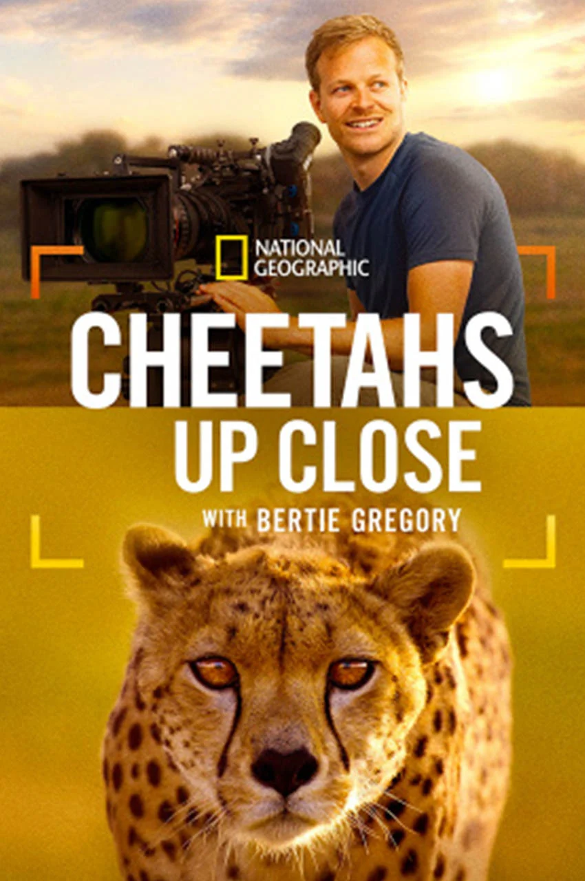 فیلم چیتاها از نزدیک با برتی گرگوری-cheetahs up close with bertie gregory