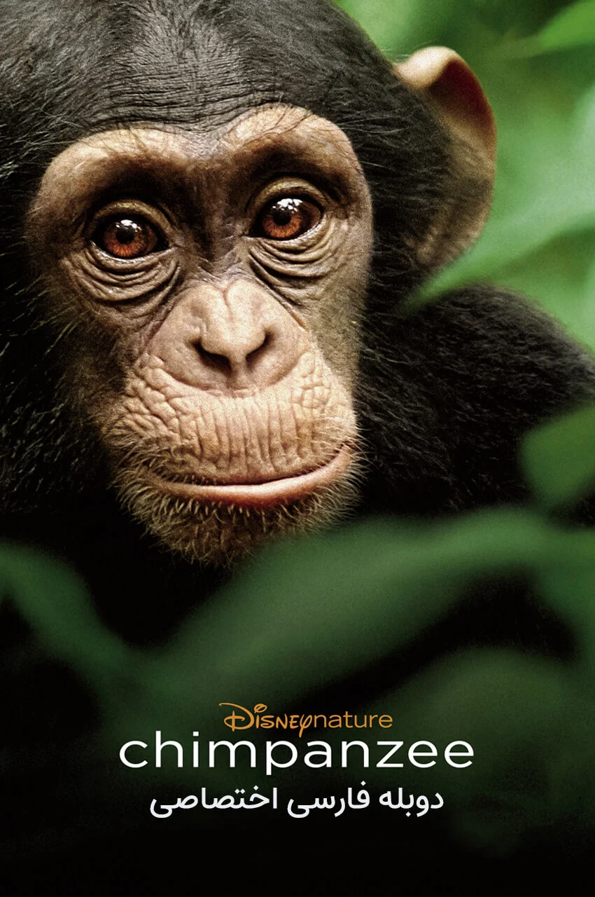 فیلم شامپانزه-chimpanzee