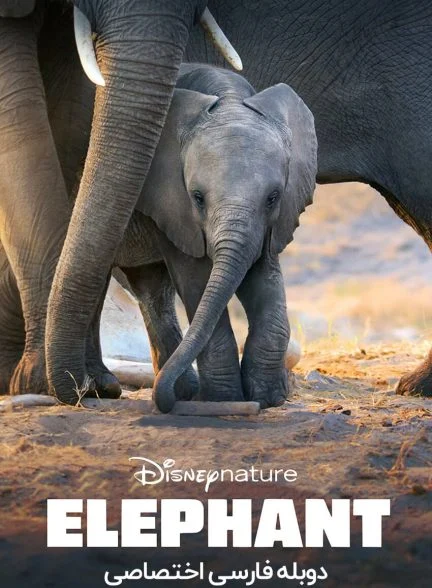 فیلم فیل-elephant