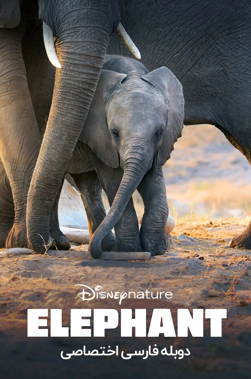 فیلم فیل-elephant