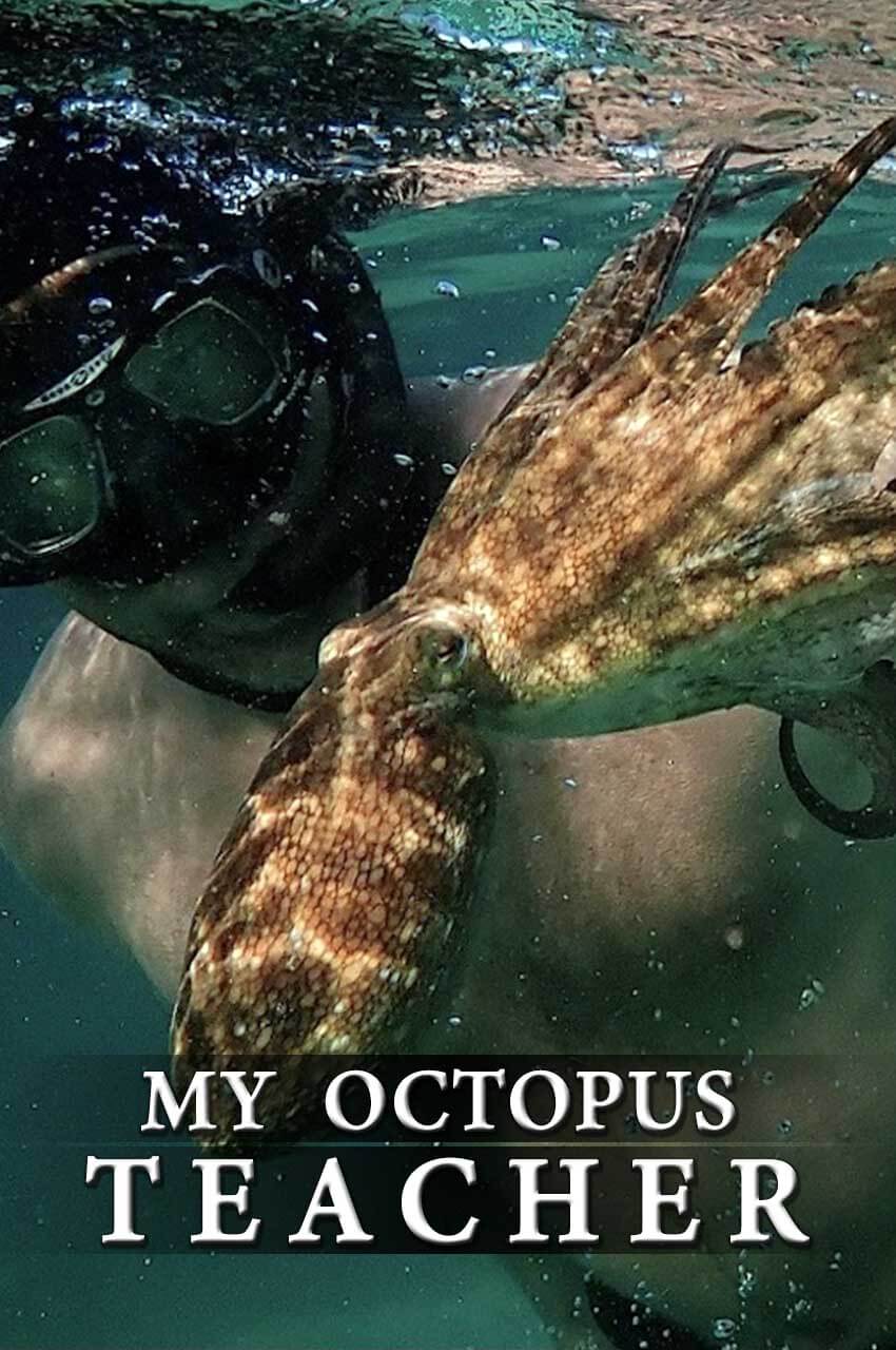 فیلم معلم اختاپوس من-my octopus teacher