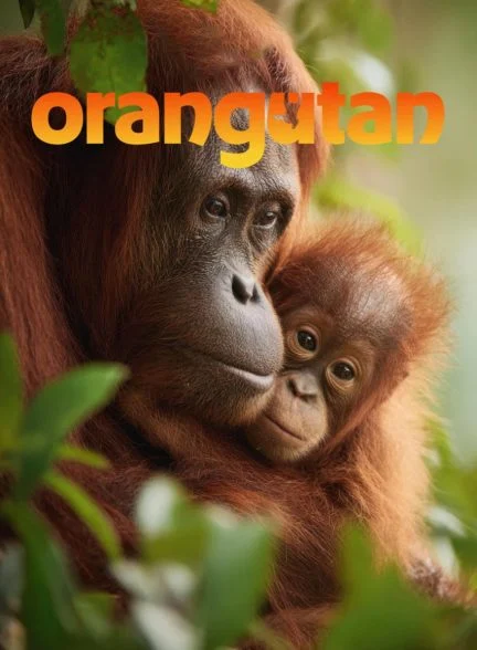 فیلم اورانگوتان-orangutan