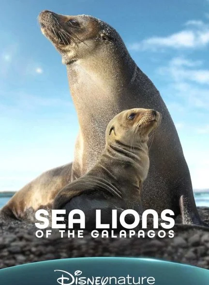 فیلم شیرهای دریایی گالاپاگوس-sea lions of the galapagos