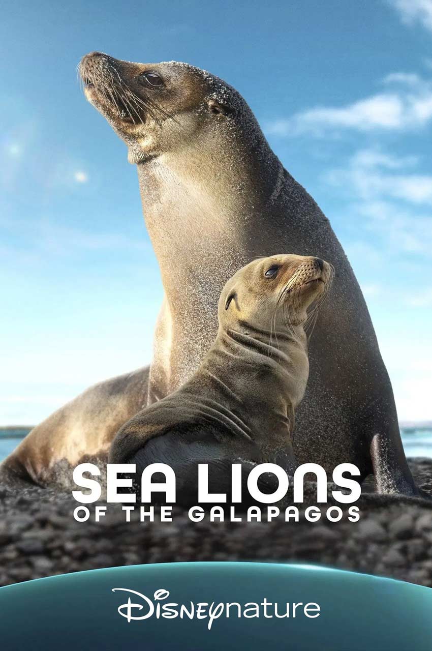 فیلم شیرهای دریایی گالاپاگوس-sea lions of the galapagos