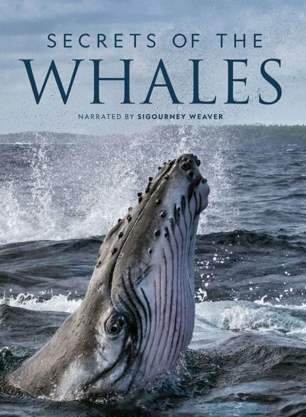 سریال اسرار نهنگ ها-secrets of the whales