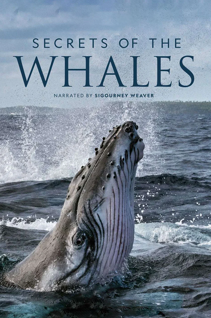 سریال اسرار نهنگ ها-secrets of the whales
