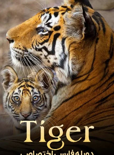 فیلم ببر-tiger