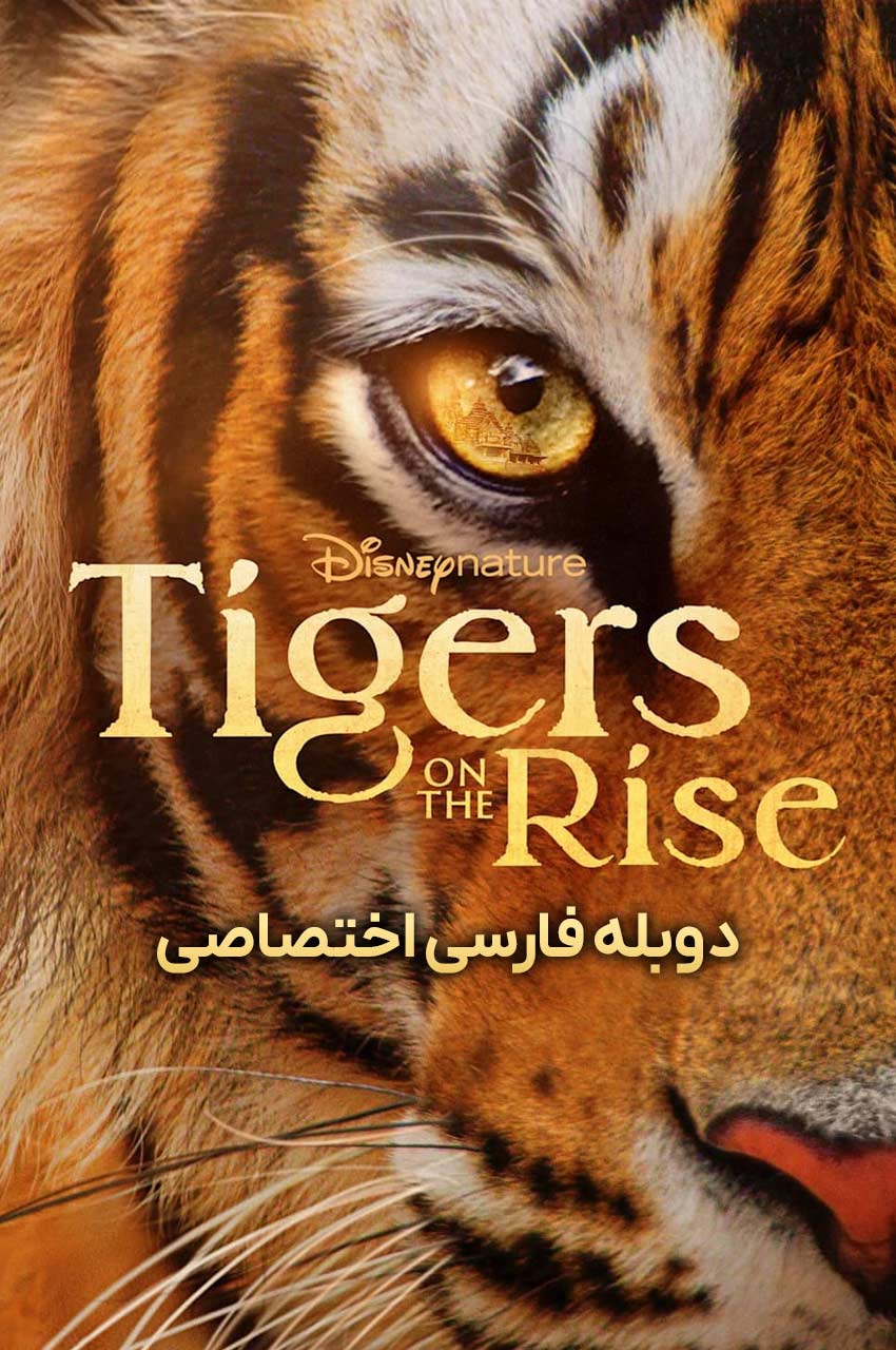 فیلم ببرهای در حال ظهور-tigers on the rise